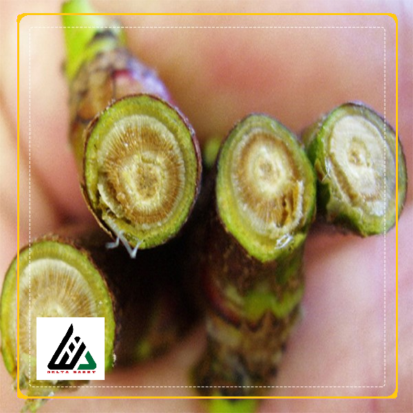 پوسیدگی آرمیلاریایی درختان میوه هسته دار و دانه دار